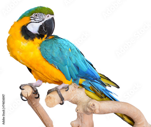 Lacobel Blue and Gold Macaws