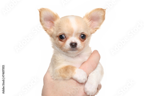 Chihuahua puppy