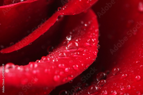 Beautiful red rose close-up