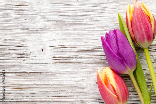 Tulip.