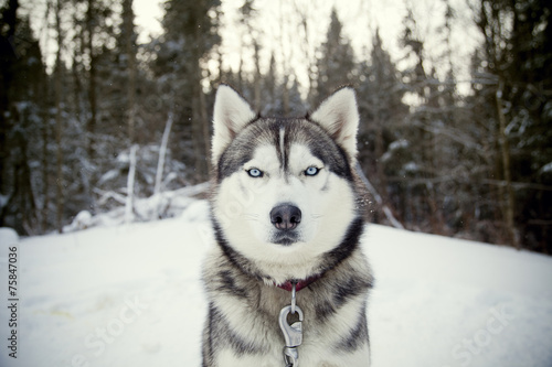 Husky 14