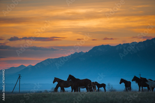 Beautiful bay horse herd grazes in the mountains at sunset © irimeiff