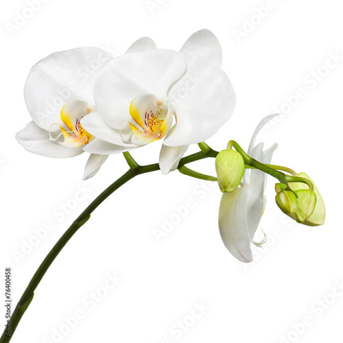 Three day old white orchid isolated on white background.