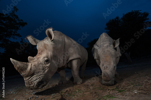 Obraz na płótnie Two white rhinoceros are standing in this image.