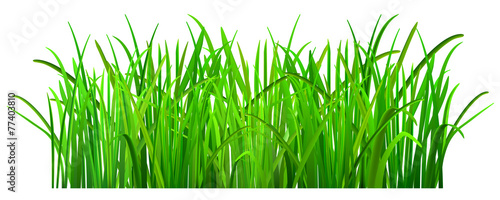 Green grass