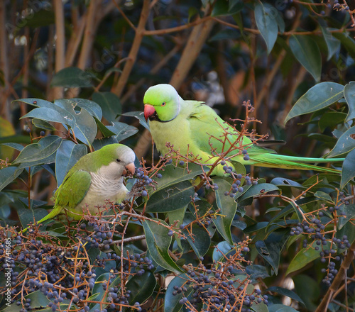  pappagalli esotici mangiano frutta nella foresta