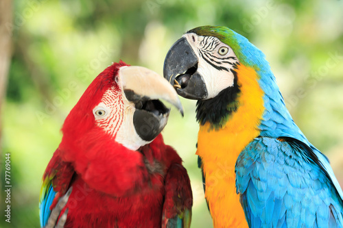 Lacobel parrots