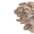 Oyster mushrooms, close-up.