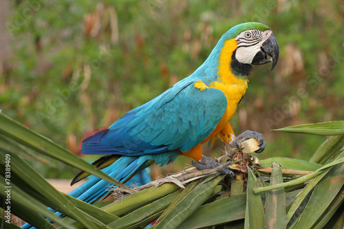 Fototapeta Colorful blue parrot