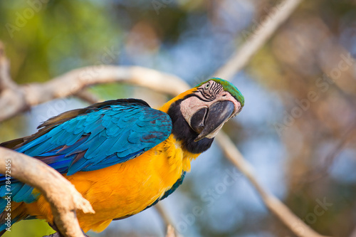 Lacobel Orange parrot