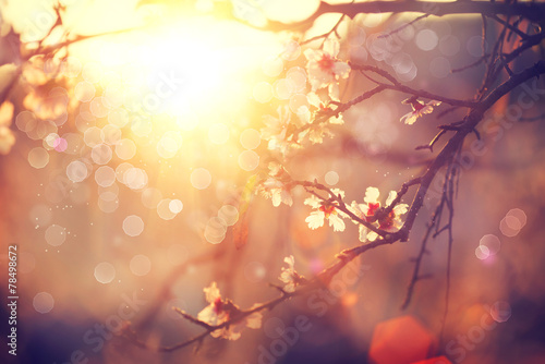 Poster Spring blossom background. Beautiful scene with blooming tree