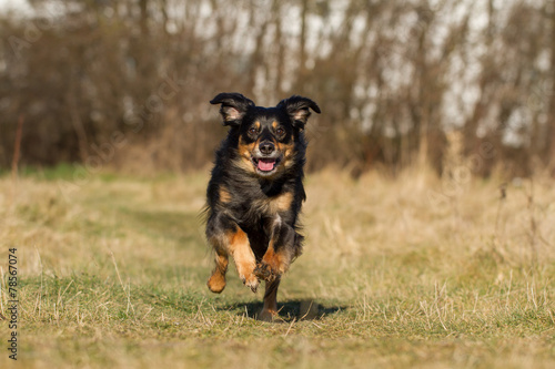 &quot;Rennender Hund&quot; Stock photo and royaltyfree images on