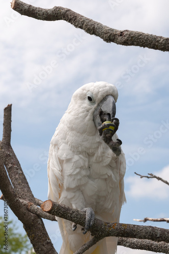 Lacobel Parrot