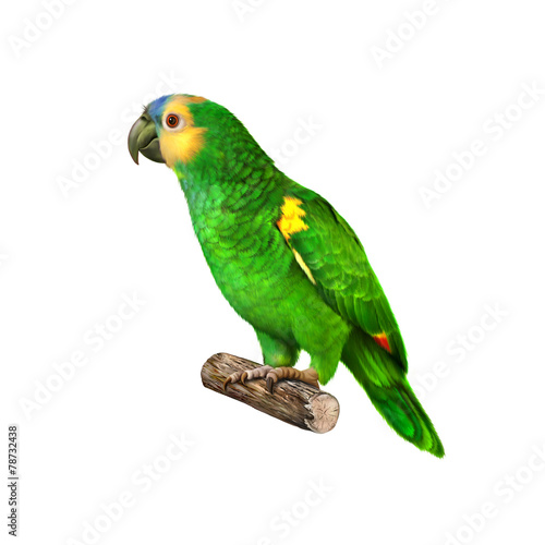 Fototapeta Yellow Naped Amazon Parrot