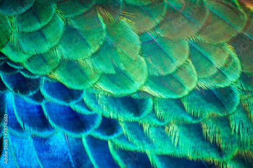 The beauty of the colors and designs of peacock feathers.