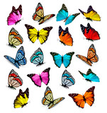 Big collection of colorful butterflies. Vector poster