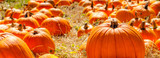 Pumpkins backlit in a straw field pumpkin patch poster