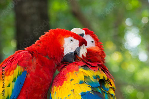Fototapeta Macaws parrots