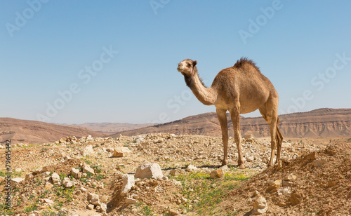 camel in the Negev desert