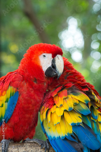  Macaws parrots