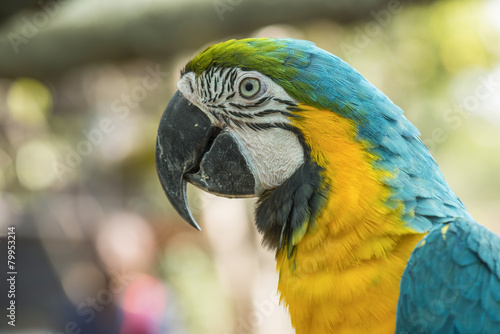  Blue and yellow macaw.