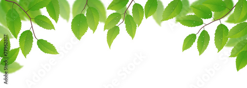 Fresh green leaves on white background, vector illustration