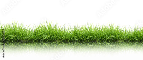 Fototapeta fresh spring green grass isolated