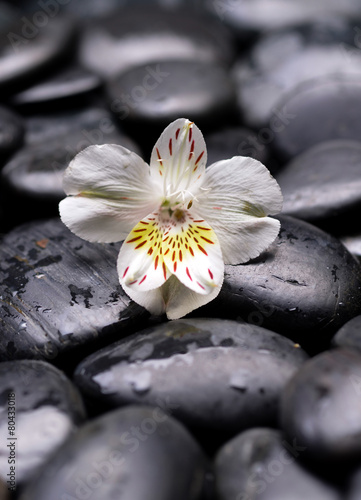 piekna-nowa-orchidea-i-mokre-kamienie