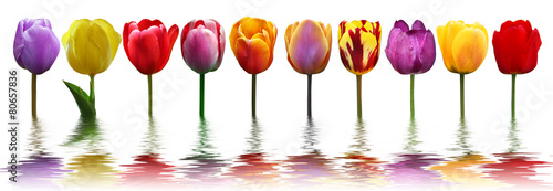 Lacobel Wunderschöne Tulpen