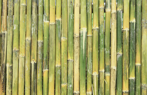 Lacobel Green bamboo wall texture or background