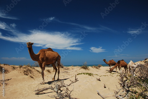 Camels