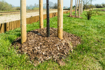 Bilder und Videos suchen: rindenmulch