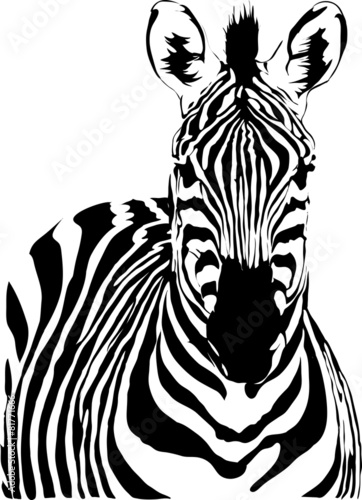zebra