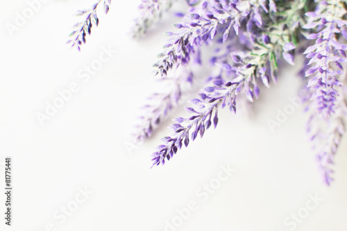 Lavender branch on a white background
