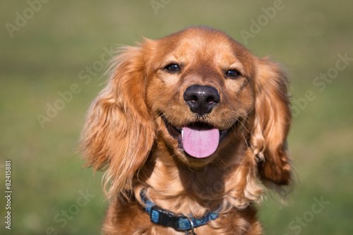Cockapoo
