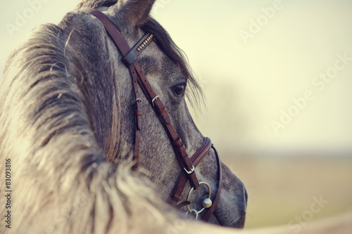 Obraz Fotograficzny Portrait of a sports stallion