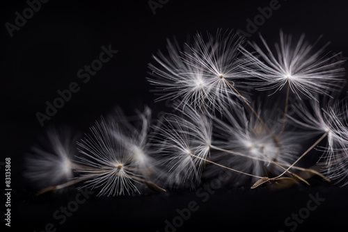 Obraz na płótnie Dandelion seeds. Many dandelion seeds, close- up flower seeds.