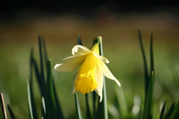 Plakat ogród słońce kwiat narcyz roślina