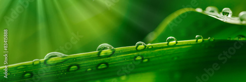 Water Droplets on a Leaf