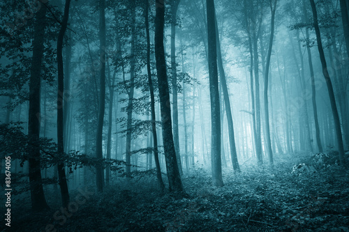 foret-brumeuse-de-couleur-bleu-mystique-reveuse