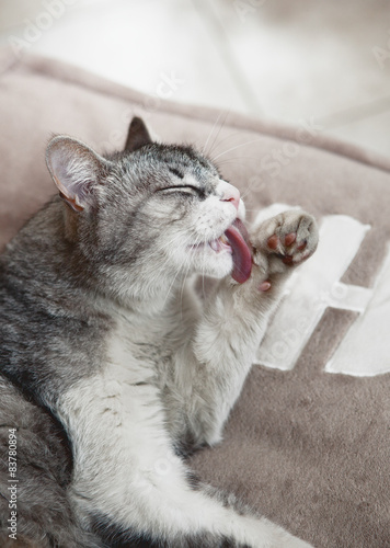 Gatto Che Si Lava Zampa Buy Photos Ap Images Detailview