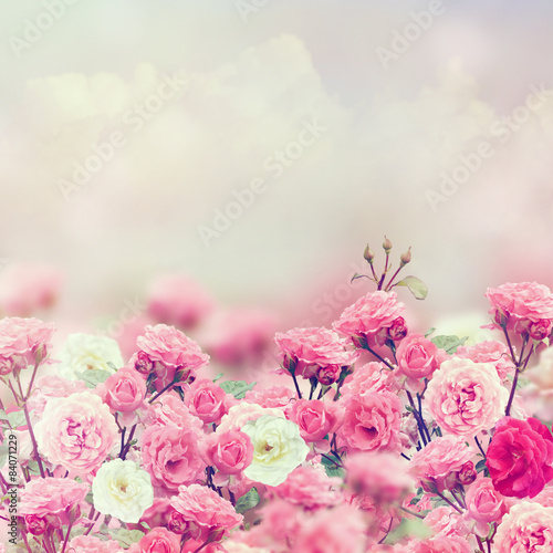 Rose Flowers