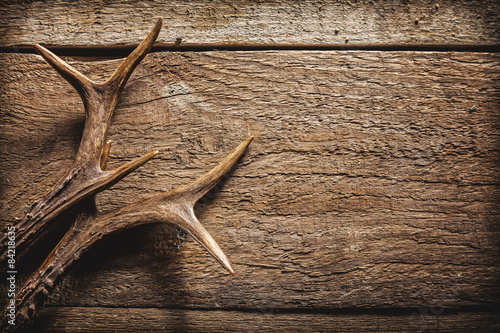 Deer Antlers on Wooden Surface © exclusive-design