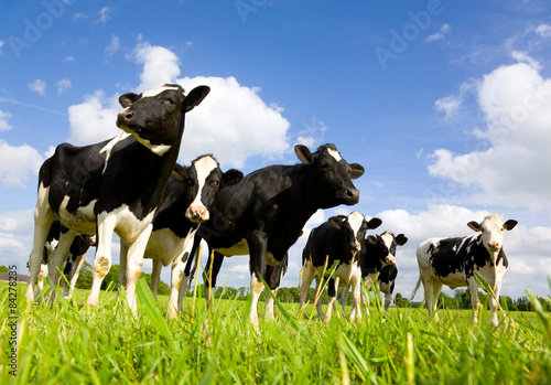 Holstein cows Poster