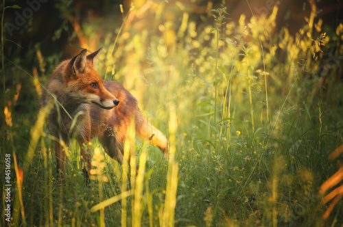 Fox on the summer forest