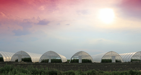 greenhouse