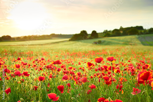 Close up poppy field