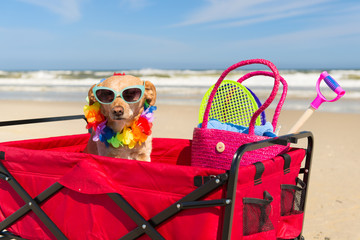 Dog on vacation at beach