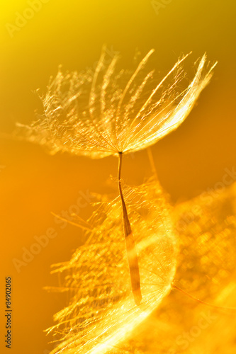 Obraz na płótnie Pusteblumensamen im Sonnenlicht