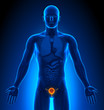 Medical Imaging - Male Organs - Bladder